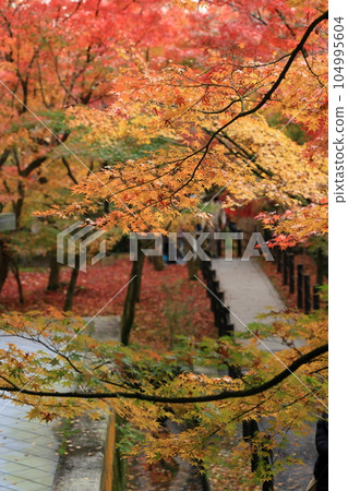 秋葉在京都 104995604