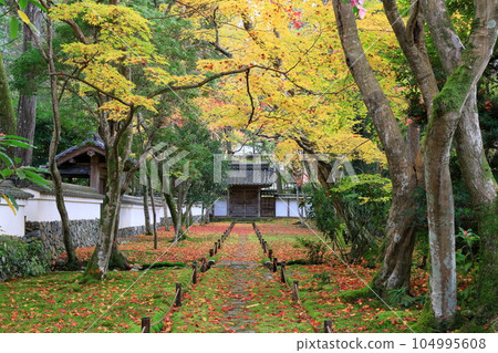 黃葉覆蓋了道路 104995608