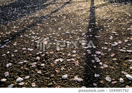 Cherry blossoms petals that fell to the ground 104995792