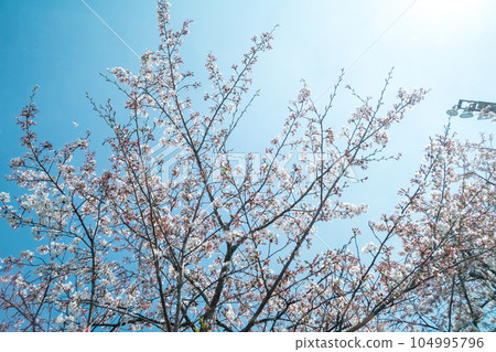  櫻花和藍天 104995796