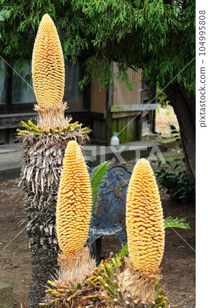 Strange male flowers 104995808