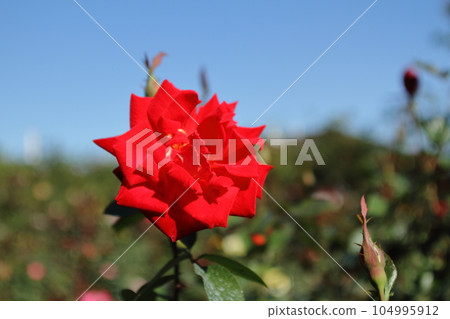 Arao City Ominous Citizen Flower Bed Rose Flower, 104995912