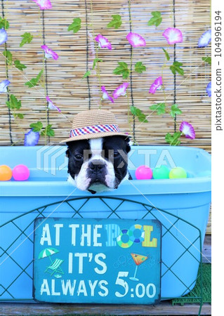 Boston terrier with a straw hat cooling off in the pool with cute morning glory and colored balls ♡ Mighty-kun Boston terrier with a straw hat cooling off in the pool with cute morning glory and colored balls ♡ Mighty-kun 104996194
