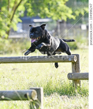 staffordshire bull terrier staffordshire bull terrier 104996247