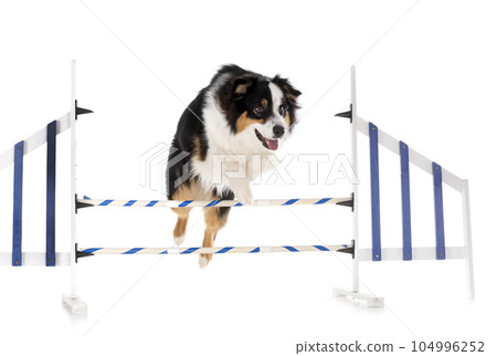 Miniature American Shepherd Miniature American Shepherd 104996252