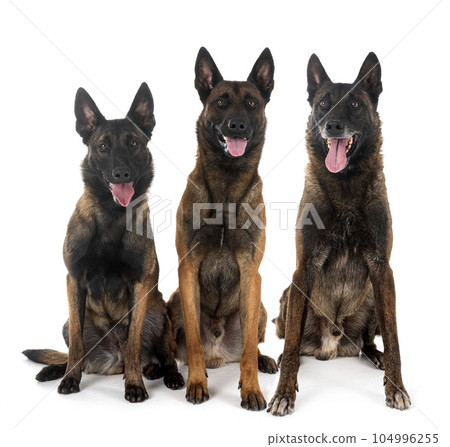 malinois in studio 104996255