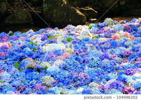 Hydrangea Amabiki Kannon Hydrangea Amabiki Kannon 104996302