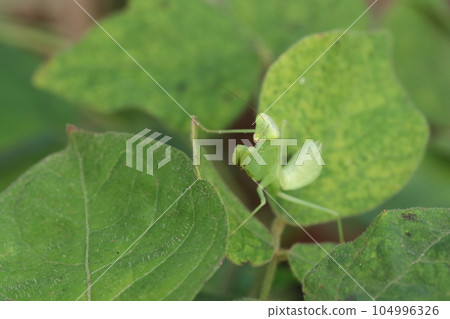 praying mantis perched on a leaf praying mantis perched on a leaf 104996326