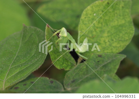 Mantis Mantis 104996331