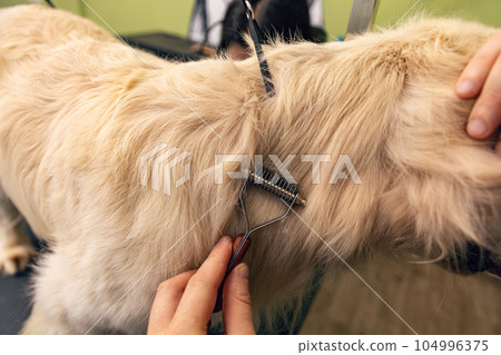 Groomers holding tools at the hands. 104996375