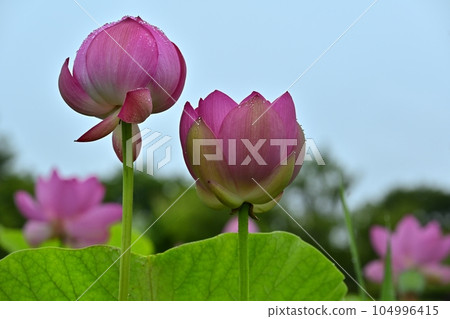 行田市古蓮花村的古蓮花蕾 104996415