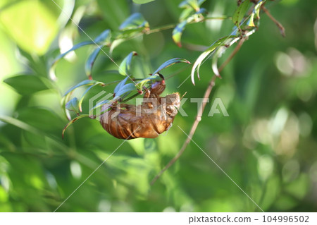 Cicada shell Cicada shell 104996502