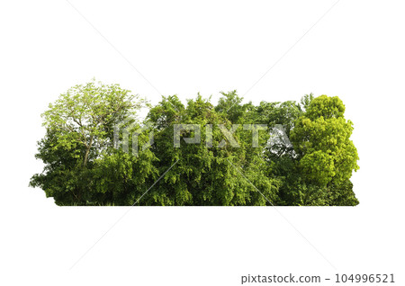 group green tree isolate on white background. Cutout tree line. Row of green trees and shrubs in summer isolated on white background. ForestScene. High quality clipping mask. group green tree isolate on white background. Cutout tree line. Row of green trees and shrubs in summer isolated on white background. ForestScene. High quality clipping mask. 104996521