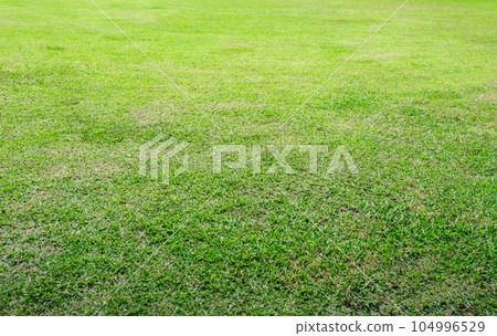 fresh green grass lawn background. Green grass on a golf field. 104996529