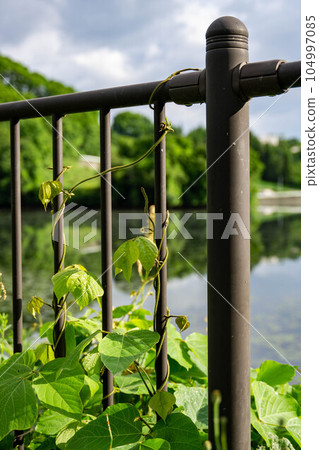 常春藤纏在柵欄上 常春藤纏在柵欄上 104997085
