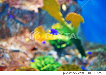 Syllilis tin medaka 104997250