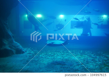 小樽水族館 大海的全景遊覽池的風景 小樽水族館 大海的全景遊覽池的風景 104997615