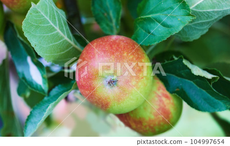 Nature, agriculture and nutrition with apple on tree for sustainability, health and growth. Plants, environment and farm with ripe fruits on branch for harvesting, farming and horticulture 104997654