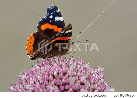 Closeup of red admiral butterfly perched on pink wild leek onion flower against nature background with copyspace. One vanessa atalanta on purple allium ampeloprasum. Studying insects and butterflies Closeup of red admiral butterfly perched on pink wild leek onion flower against nature background with copyspace. One vanessa atalanta on purple allium ampeloprasum. Studying insects and butterflies 104997680
