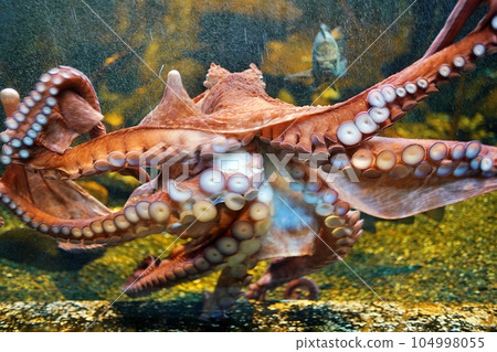 Powerful Giant Octopus at Otaru Aquarium Powerful Giant Octopus at Otaru Aquarium 104998055