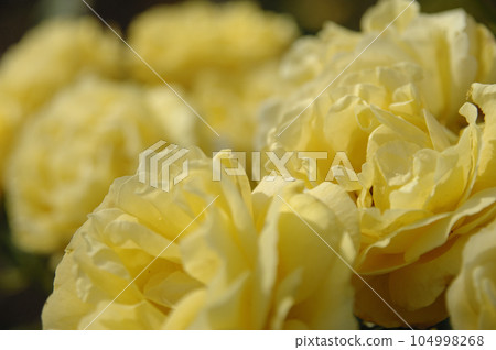 我在附近看到的黃玫瑰 104998268