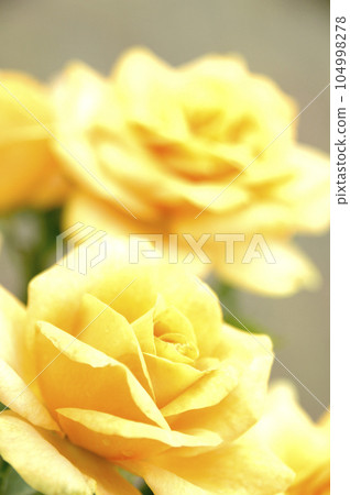 Yellow roses I saw in my neighborhood 104998278