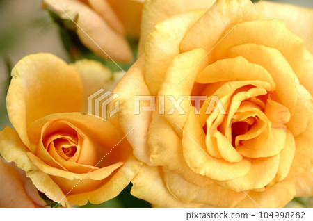 Yellow roses I saw in my neighborhood 104998282