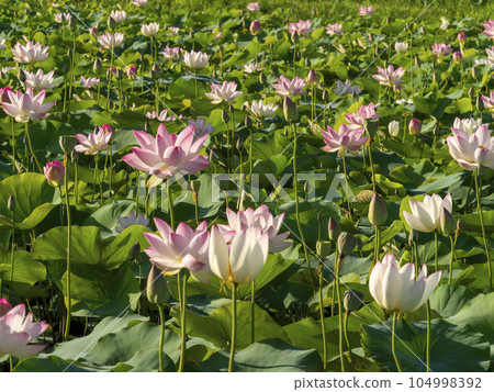 Lotus flowers blooming in the pond of Fujiwara Palace Ruins Lotus flowers blooming in the pond of Fujiwara Palace Ruins 104998392