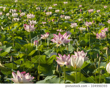 Lotus flowers blooming in the pond of Fujiwara Palace Ruins Lotus flowers blooming in the pond of Fujiwara Palace Ruins 104998393