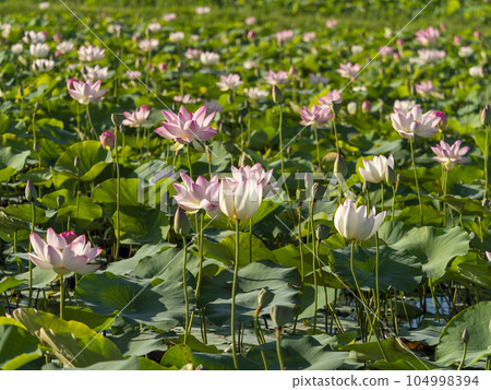 Lotus flowers blooming in the pond of Fujiwara Palace Ruins Lotus flowers blooming in the pond of Fujiwara Palace Ruins 104998394