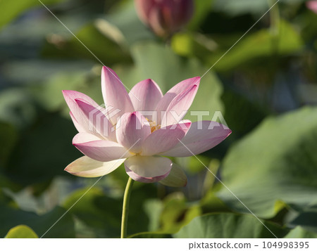 Lotus flowers blooming in the pond of Fujiwara Palace Ruins Lotus flowers blooming in the pond of Fujiwara Palace Ruins 104998395