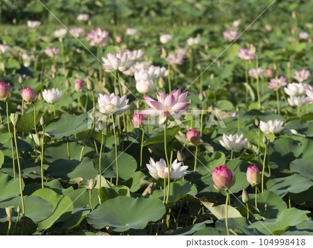 Lotus flowers blooming in the pond of Fujiwara Palace Ruins Lotus flowers blooming in the pond of Fujiwara Palace Ruins 104998418