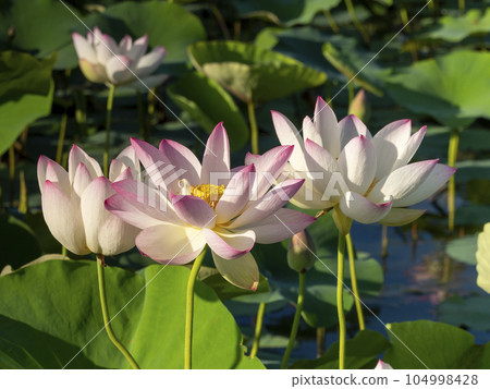 藤原宮遺址池塘里盛開的蓮花 藤原宮遺址池塘里盛開的蓮花 104998428