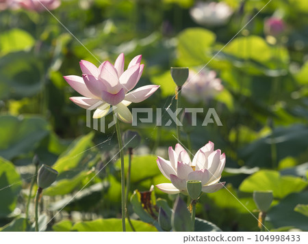 藤原宮遺址池塘里盛開的蓮花 藤原宮遺址池塘里盛開的蓮花 104998433