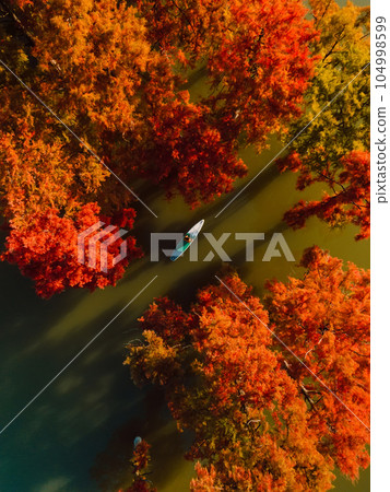 Traveller on stand up paddle board at the river with Taxodium trees in autumn. Aerial view 104998599