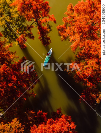Taxodium trees in autumn on stand up paddle board at the lake. Aerial view 104998600