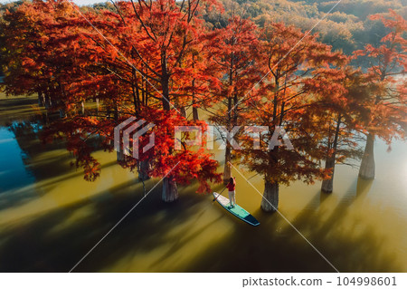 Traveller on stand up paddle board at the lake with Taxodium trees Traveller on stand up paddle board at the lake with Taxodium trees 104998601