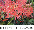 Higambana A. 104998930