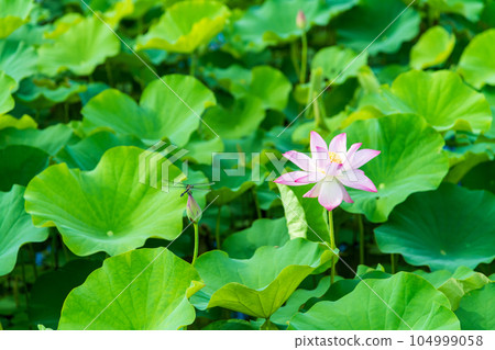 A dragonfly staring at a lotus flower A dragonfly staring at a lotus flower 104999058