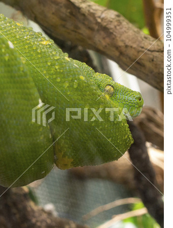 Green python on tree in tropical jungle Green python on tree in tropical jungle 104999351