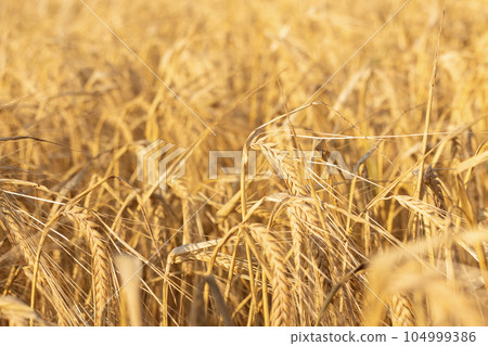 Golden field of wheat with ripe ears 104999386