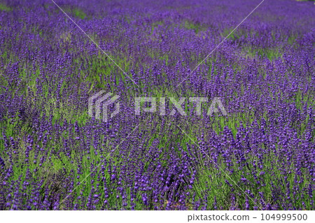 [Horomi Pass] Lavender garden 104999500