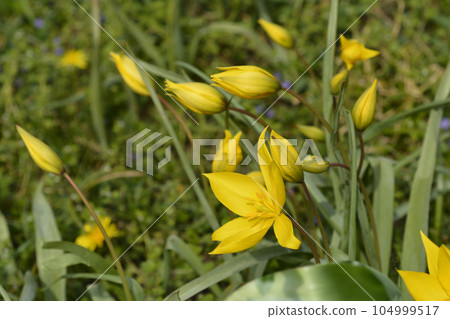 Wild Tulip Wild Tulip 104999517