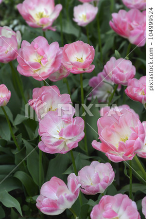 Double Late Tulip Upstar 104999524