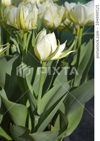 Tulip Exotic Emperor 104999525