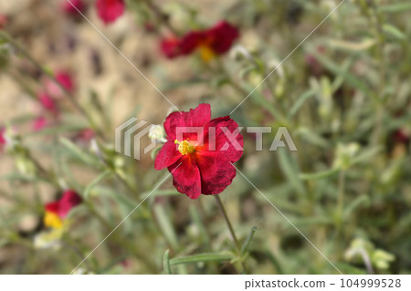 Rockrose Red Orient 104999528