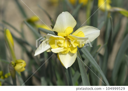 Butterfly Daffodil Smiling Twin 104999529