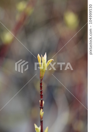 White dogwood Elegantissima 104999530