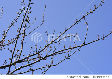 Damson Plum 104999533