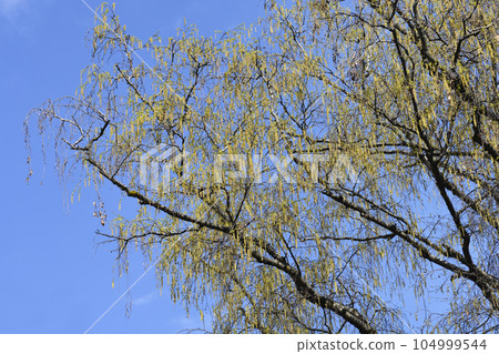 Common birch 104999544